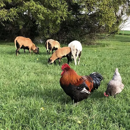 Ferienhaus 4 Personnes